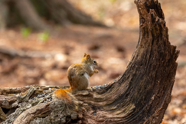 Scoiattolo rosso americano (Tamiasciurus hudsonicus) noto come scoiattolo di pino, scoiattolo rosso nordamericano e polli. - Foto, immagini