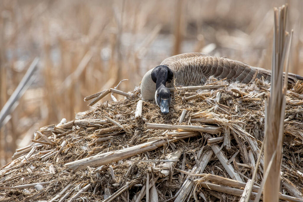 Canad goose (Branta canadensis) no ninho - Foto, Imagem
