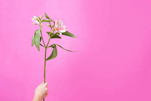 Alstroemeria in the child's hand on a pink background. High quality photo - Fotografie, Obrázek