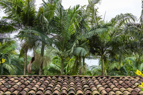 A tiled roof in a tropical setting with palm trees in the background - Foto, Imagen