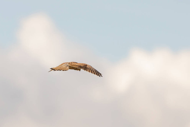Primo piano del falco rapace si libra contro un bel cielo blu con nuvole bianche e, a caccia di prede - Foto, immagini