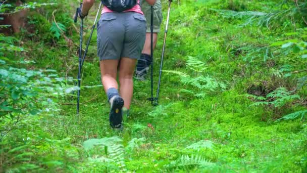 Langzame beweging van een paar fitte wandelaars met stokken die een kleine helling beklimmen in het midden van een groen bos - Video