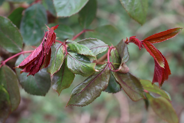 Close-up of  Rose bush leaves damaged by frost in the garden on springtime - Valokuva, kuva