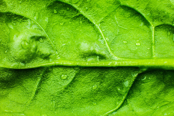Grünes Blatt aus nächster Nähe. Frische Blätter Textur Hintergrund. Natürliche Ökotapete. Vegetarisches Essen. Gemüse- und Vitaminprodukte. Makroaufnahme. - Foto, Bild