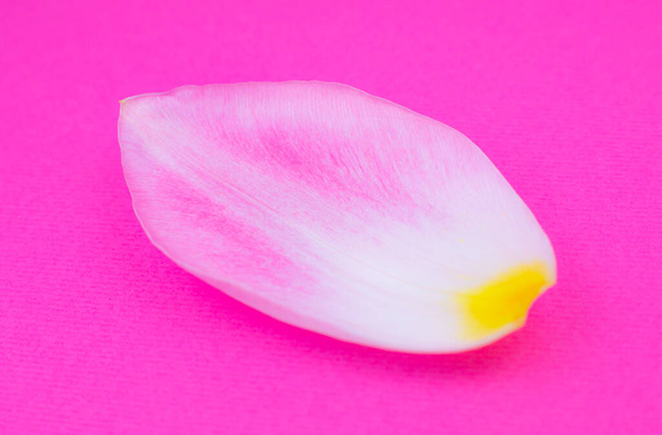 Petalo da un fiore di tulipano rosa sullo sfondo rosa. Minimalismo, bella carta da parati naturale. Concetto di invecchiamento umano. Cosmesi ecologica naturale. Cambiamenti diversi nella vita di una persona. Copia spazio, da vicino. - Foto, immagini
