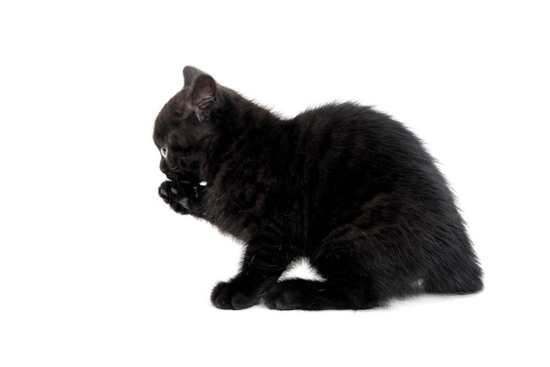 пушистый чистокровный черный котенок сидит на белом фоне и кладет лапу - Фото, изображение
