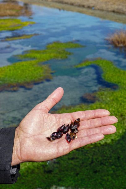Kis csigák csoportja az ember kezében közelről - Fotó, kép