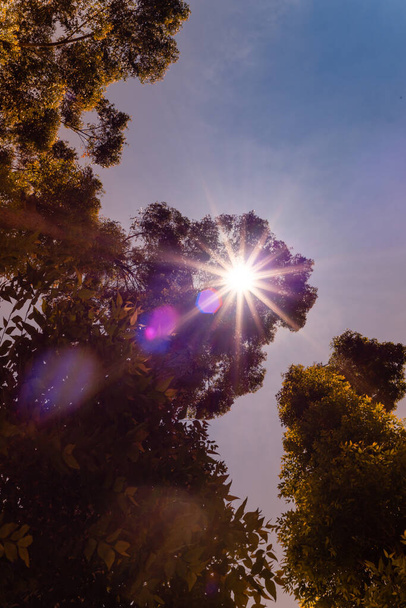 Ağaç yapraklarından ve dallardan gelen güneş ışınları yerden görünür.. - Fotoğraf, Görsel
