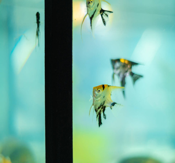 Набор рыб-ангелов панд, плавающих у края аквариума для стеклянных рыб. - Фото, изображение
