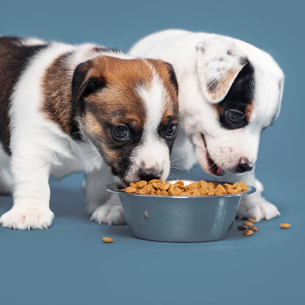 Little dogs eating Studio Shot. Puppy eats dog food from a bowl - Foto, afbeelding