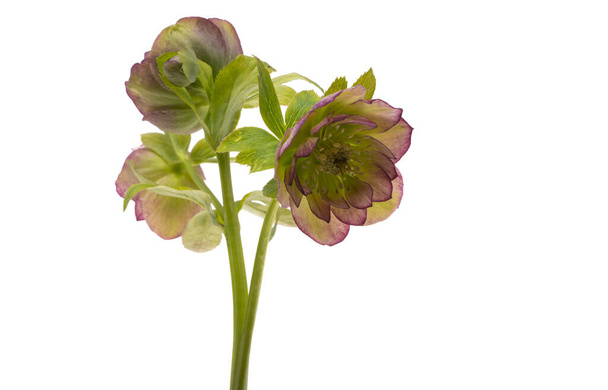 квітка Холлбора ізольована на білому тлі
  - Фото, зображення
