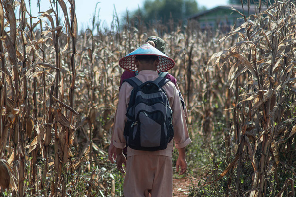 Бірманський чоловік у традиційному одязі та блакитна прогулянка з жінкою на кукурудзяному полі під час походу від Калава до Інл - Лейка (штат Шан), М "янма. - Фото, зображення
