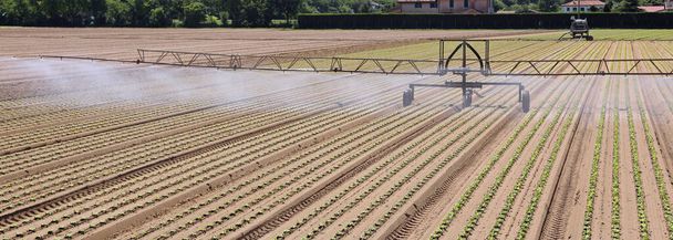 очень большая промышленная ирригационная система для полива салатного поля в летний сезон - Фото, изображение