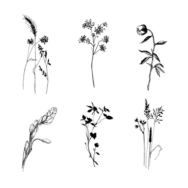 Serie di sagome di impianti. Fiore di campo clipart su bianco. Una clipart botanica. Silhouette di fiori selvatici - Foto, immagini