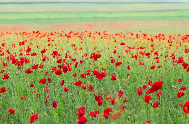 Pole červených makových květů - Fotografie, Obrázek