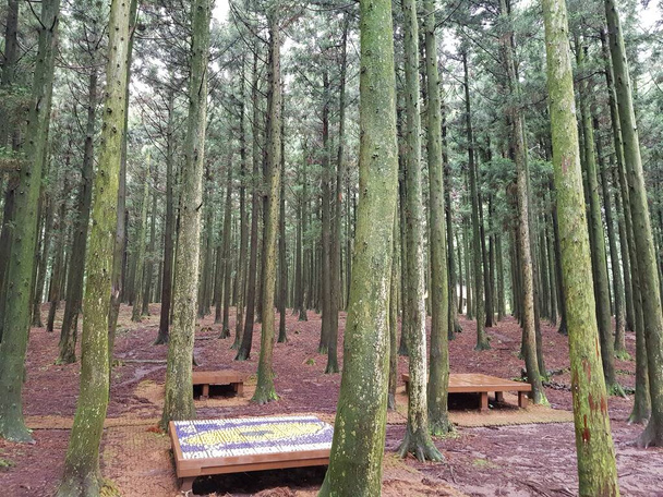 Questa è una foto scattata verso la foresta dal rifugio sentiero escursionistico. - Foto, immagini