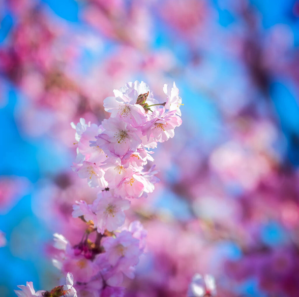 Closeup of pink cherry blossoms - Photo, Image