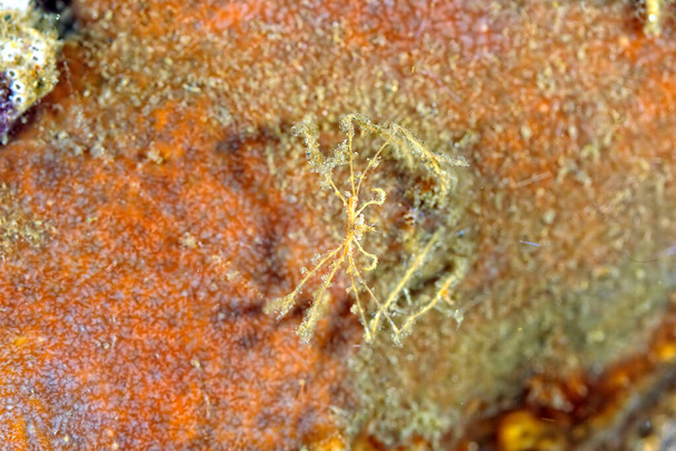 A picture of a well camouflaged spider crab - Photo, Image
