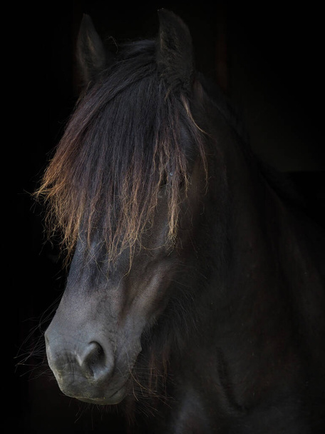 Un colpo di testa di una razza rara Dales pony su uno sfondo nero. - Foto, immagini