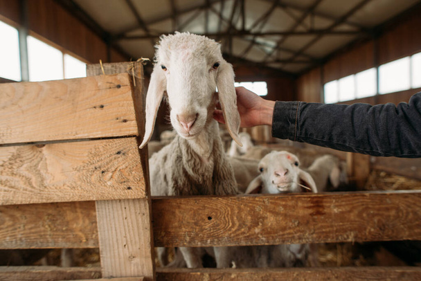sheep farm with many cute sheep - Фото, зображення