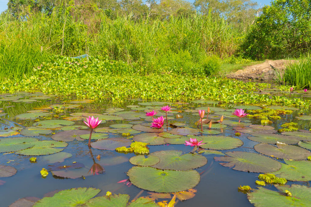 Vaaleanpunaiset lootuksen kukat lampi, meri tai järvi kansallispuistossa Thale Noi, Songkhla, Thaimaa. Luonnonmaiseman tausta. - Valokuva, kuva