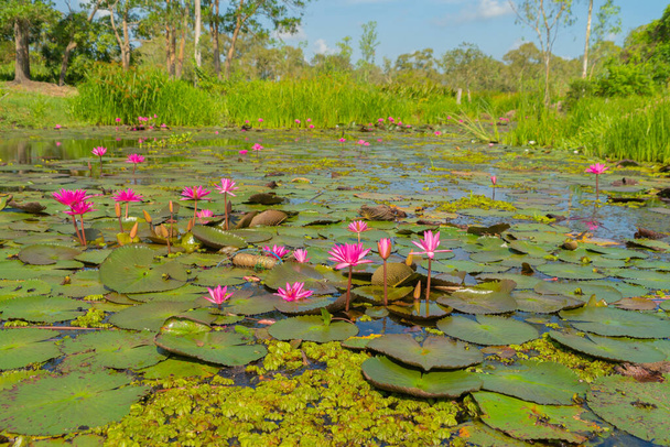 Rosa Lotusblüten in Teich, Meer oder See im Nationalpark in Thale Noi, Songkhla, Thailand. Hintergrund Natur Landschaft. - Foto, Bild