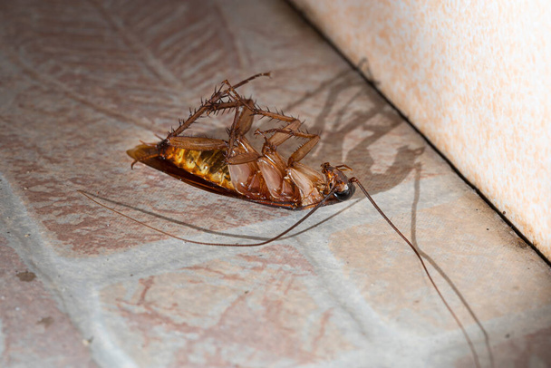 Таракан лежал мертвый на полу ванной комнаты в доме. - Фото, изображение