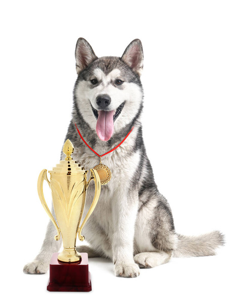 Cute Alaskan Malamute dog with gold medal and trophy cup on white background - Foto, Imagen