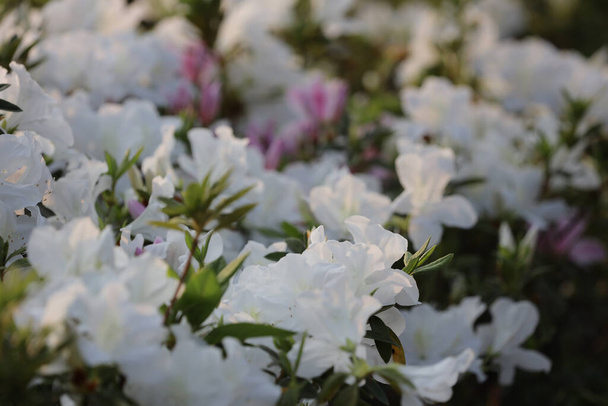 παρκοκρέβατο των λευκών λουλουδιών Azalea Blossoms στο πάρκο, h - Φωτογραφία, εικόνα