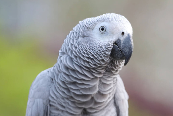 Крупним планом африканський сірий папуга перфорація на руці
 - Фото, зображення