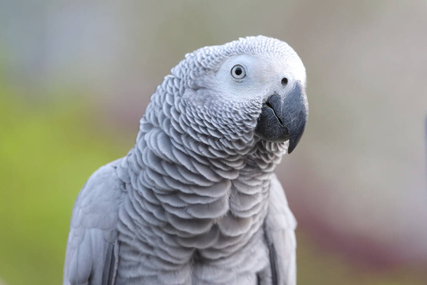 close-up van Afrikaanse grijze papegaai zittend op de hand - Foto, afbeelding