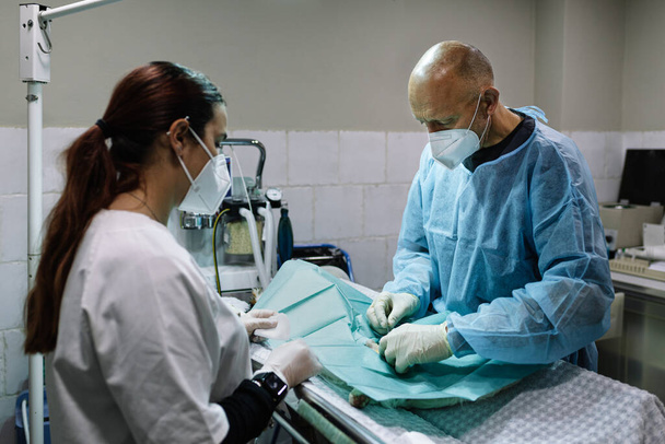 castration of a dog by a veterinary surgeon in the operating room. - Valokuva, kuva