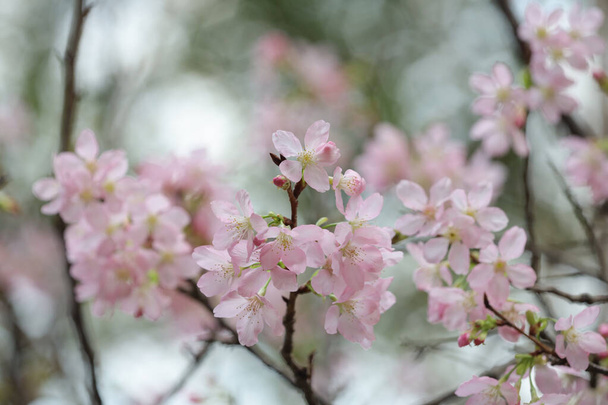 cherry blossom tree branch close up