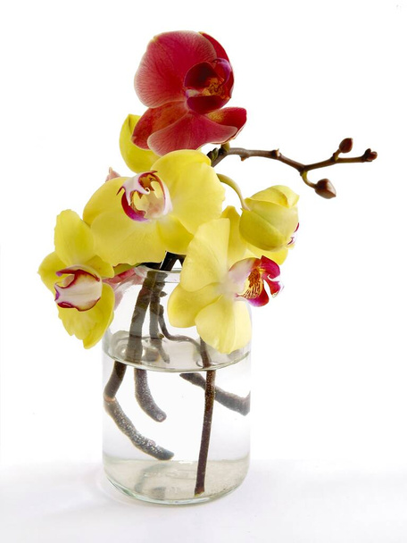 pretty various orchids Phalaenopsis isolated close up - Zdjęcie, obraz