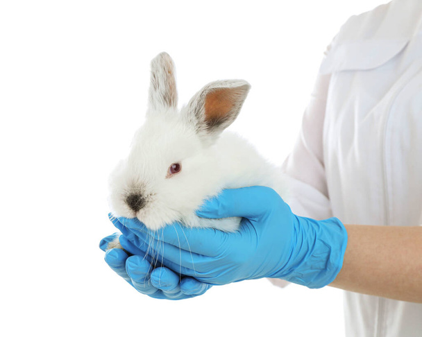 Scientist holding rabbit on white background, closeup. Animal testing concept - Photo, Image