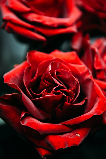 luxurious bouquet of large red roses close-up. low key photography, noir - Foto, immagini