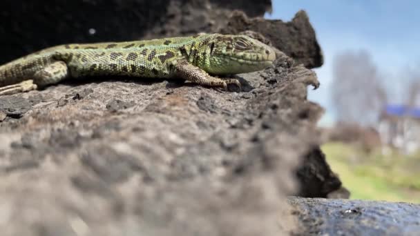 Green lizard closes its eyes to the sun, squama texture close-up, long claws on paws - Footage, Video