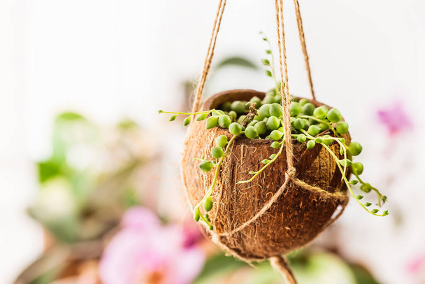 Skorupa kokosowa wisząca doniczka z Senecio Rowleyanus lub String roślin Perły. Projekt DIY, koncepcja upcycling odpadów - Zdjęcie, obraz