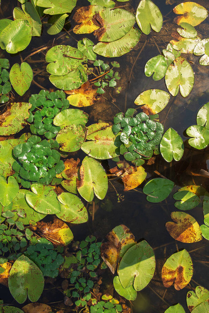 Fondo de hojas de lirio de agua amarilla y nuez de agua flotante que cubre la superficie del lago - Foto, Imagen