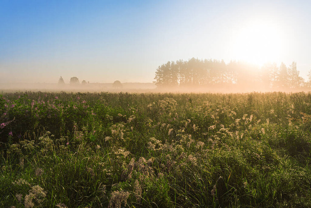 Солнце восходит под туманным лугом с глухой травой и осенней паутиной - Фото, изображение