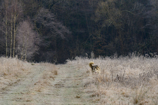 Husky με τα πόδια και τρέξιμο στο δάσος του φθινοπώρου, δωρεάν και ευτυχισμένο κατοικίδιο ζώο. νέα - Φωτογραφία, εικόνα