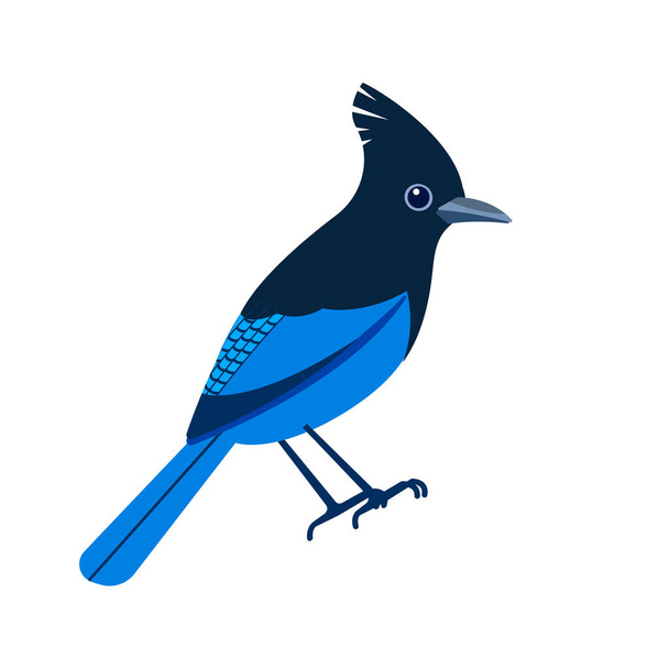 Stellers jay, Cyanocitta stelleri is a bird native to western North America. Blue bird Cartoon flat beautiful character of ornithology, vector illustration isolated on white background - Вектор, зображення