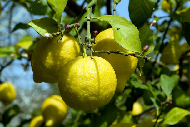 Pavo, frutas sobre limonero - Foto, Imagen