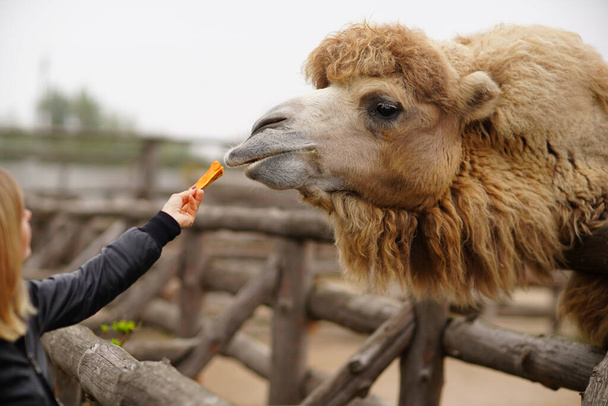 Boldog fiatal nő néz és etet zsiráfot az állatkertben. Boldog vagy. - Fotó, kép