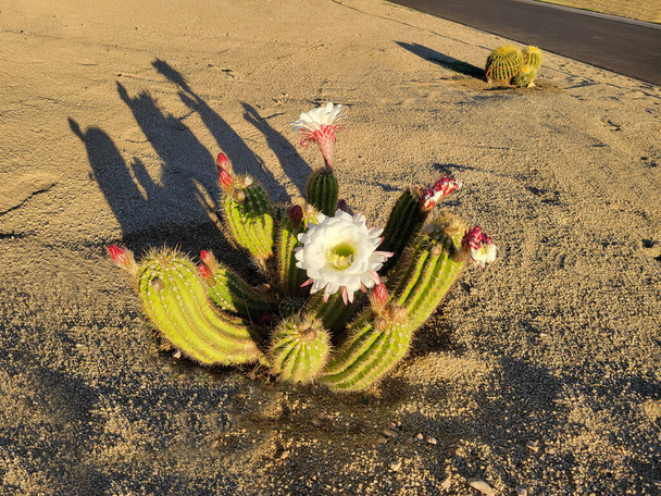 アリゾナ州は、白い花と赤い蕾をとげのあるサボテンの上に咲かせる耐性のある脱皮した通りを干ばつに耐えます  - 写真・画像