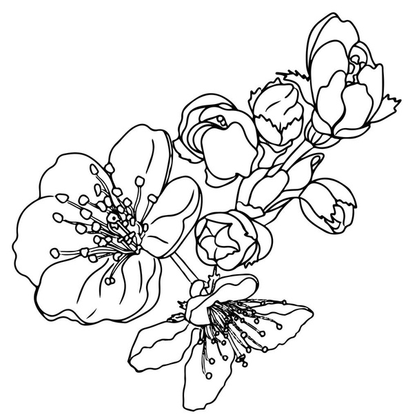 白い背景に線状花を孤立させます。着色本やページのための美しい花ベクトルの花. - ベクター画像