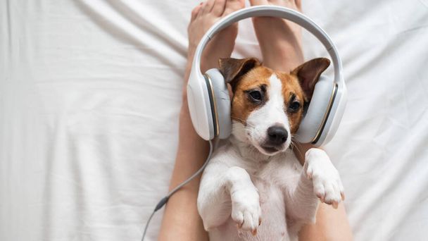 Cute dog jack russell terrier lies on its back on the legs of its owner and listens to music on headphones. - Photo, Image