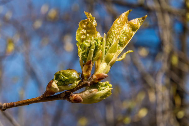 - Rusya. 30 Nisan 2021 İlk yeşil yapraklar Kronstadt 'ın parklarındaki ve meydanlarındaki ağaçların tomurcuklarını delip geçer.. - Fotoğraf, Görsel