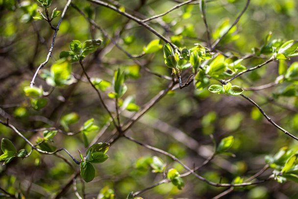 Az első zöld levelek és rügyek a fa ösvényén tavasszal. - Fotó, kép