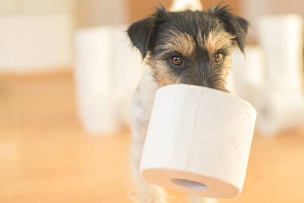 Cute mały Jack Russell Terrier pies jest zajęty papieru toaletowego.  - Zdjęcie, obraz